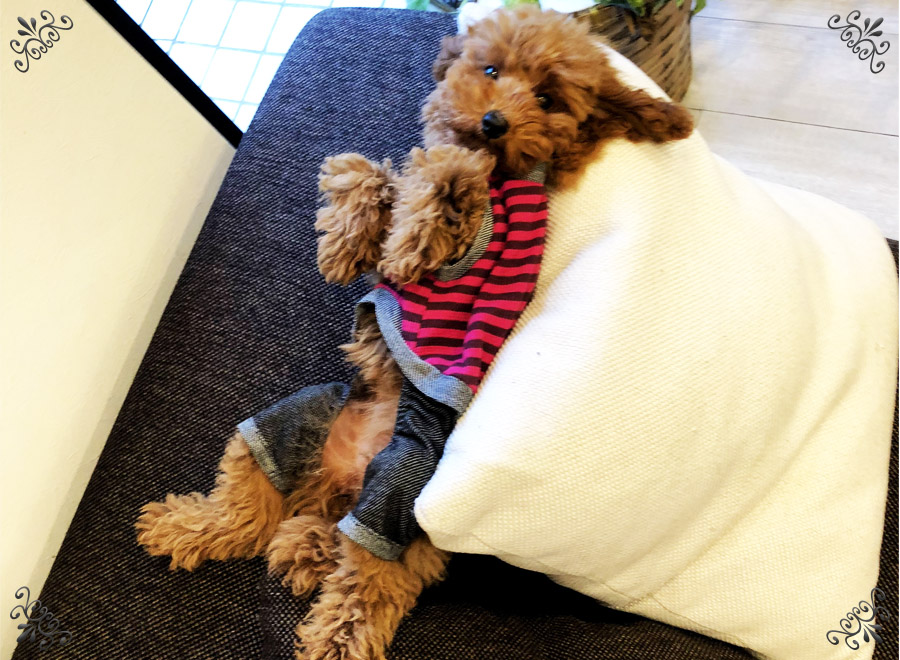 看板犬ひな